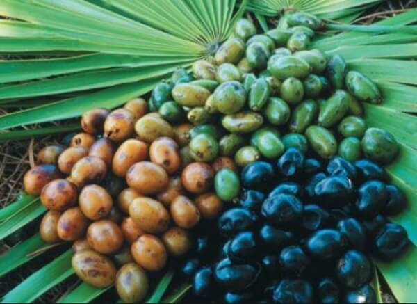 Sao Palmeto (American Dwarf Palm)